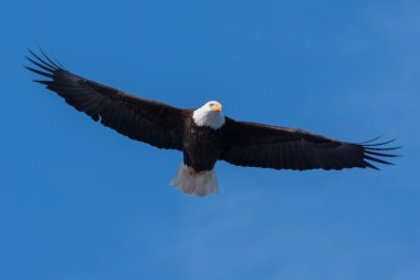 Uçan Amerikan Kel Kartalı
