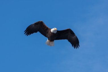 Uçan Amerikan Kel Kartalı