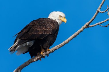 Amerikan kel kartal