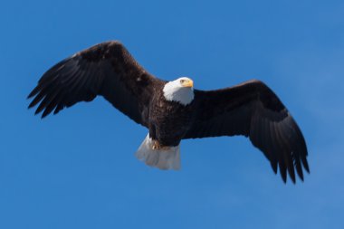 Uçan Amerikan Kel Kartalı