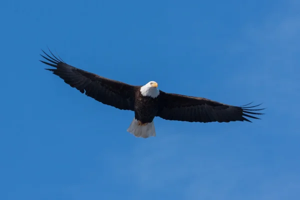 飛行中のアメリカのハゲ — ストック写真