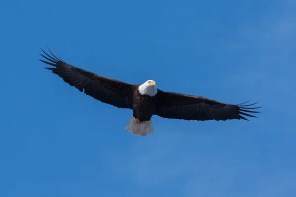 Águila calva americana en vuelo —  Fotos de Stock