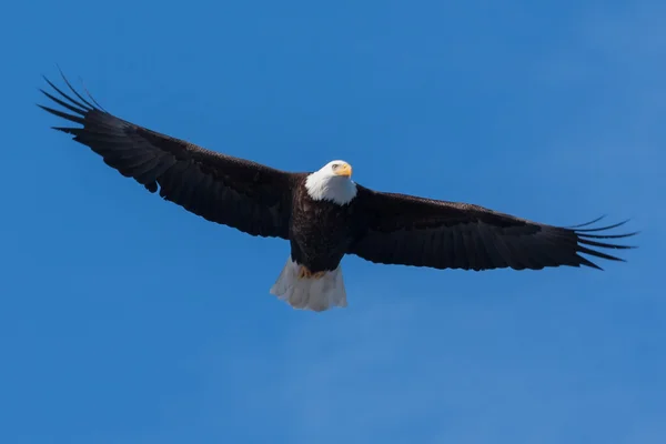 Águia careca americana em voo — Fotografia de Stock