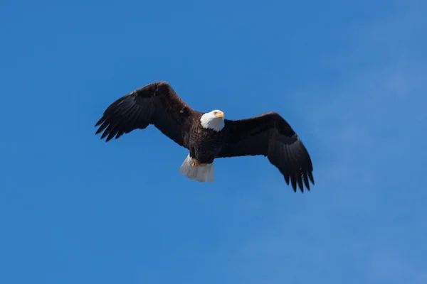 飛行中のアメリカのハゲ — ストック写真