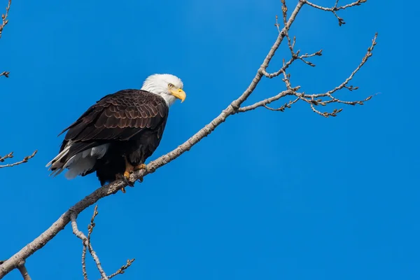 Vulturul chel american — Fotografie, imagine de stoc