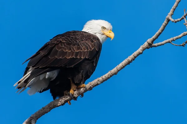 Amerikaanse zeearend — Stockfoto