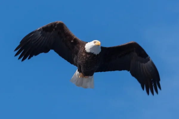 Águila calva americana en vuelo — Foto de Stock