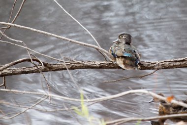 erkek ahşap tünemiş ördek