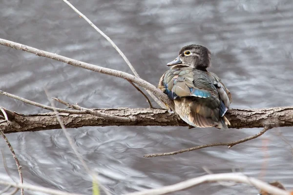 Male wood duck perched — Stock Photo, Image