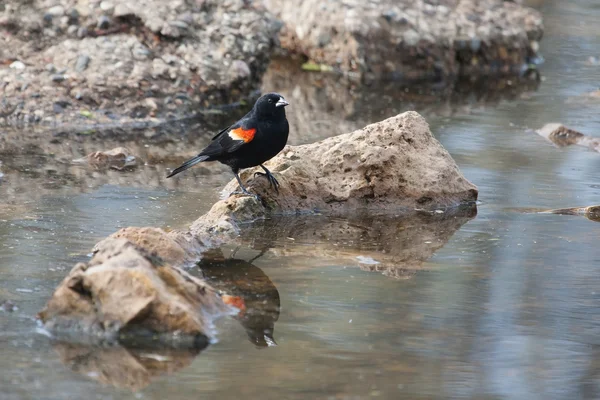 Pájaro negro alado rojo macho en el pantano —  Fotos de Stock