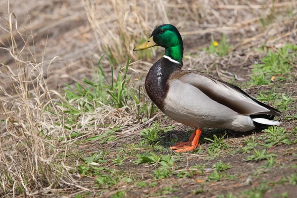 Closeup of a drake, mallard, standing on a grassy hill — Stock Photo, Image