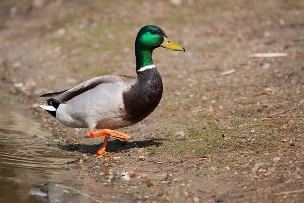 Closeup of a drake, mallard, standing on a grassy hill — Stock Photo, Image