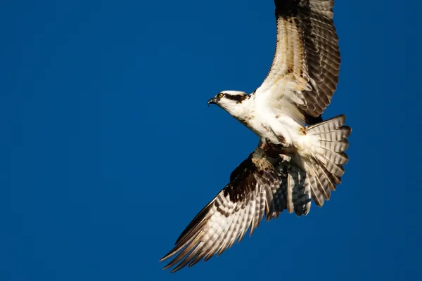 Halászsas (pandion haliaetus carolinensis) repülés — Stock Fotó