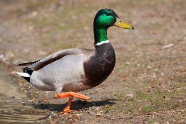 drake, yaban ördeği, çimenli tepeye ayakta closeup