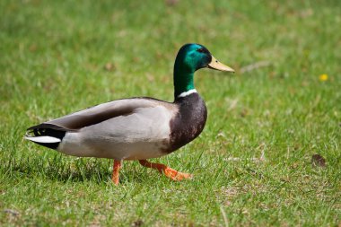 drake, yaban ördeği, çimenli tepeye ayakta closeup
