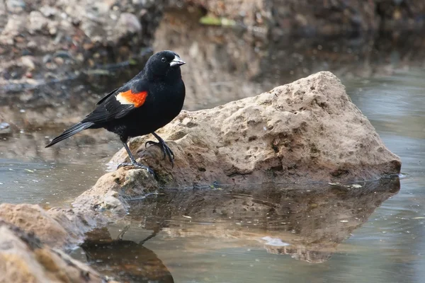 Pájaro negro alado rojo macho en el pantano —  Fotos de Stock