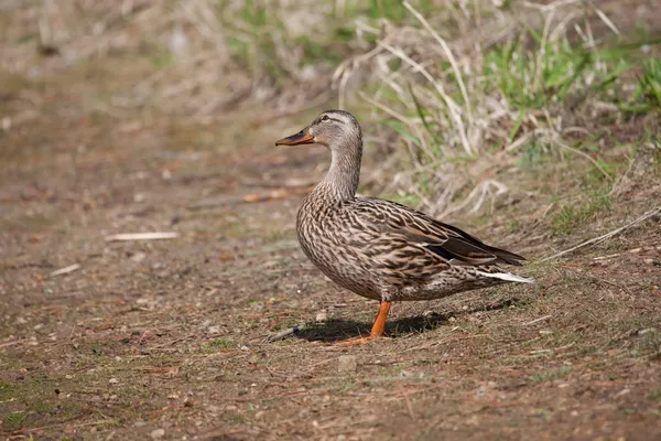 Vrouwelijke mallard in het gras zonnen zelf — Stockfoto