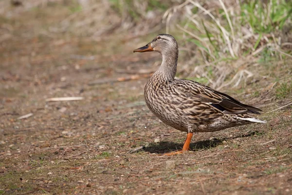 Mallard hembra en la hierba tomando el sol — Foto de Stock