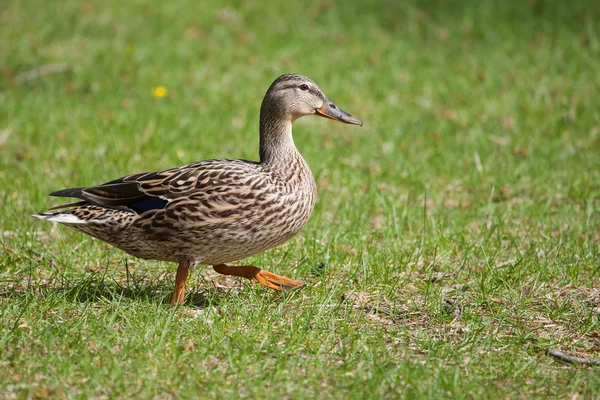 Vrouwelijke mallard in het gras zonnen zelf — Stockfoto