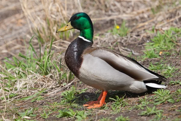 Closeup of a drake, mallard, standing on a grassy hill — Stock Photo, Image