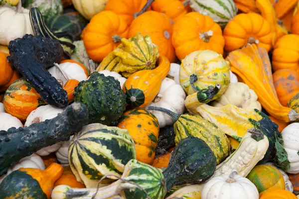 Gourds di Halloween — Foto Stock