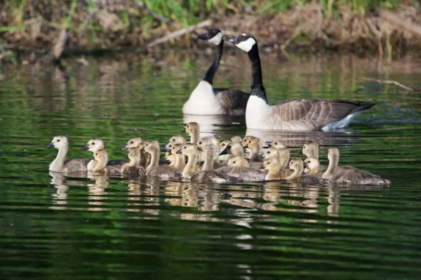 A group of Canadian goslings swimming together — Stock Photo, Image