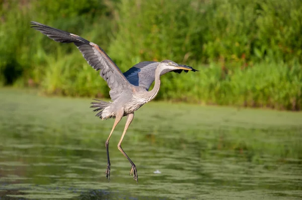 Great Blue Heron in Flight — Stock Photo, Image