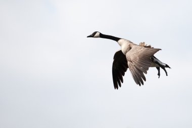 Kaz ayağı izole aşağı iniş