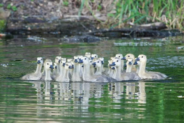 A group of Canadian goslings swimming together — Stock Photo, Image