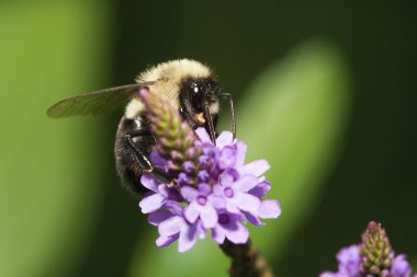 Altın Kuzey bumblebee