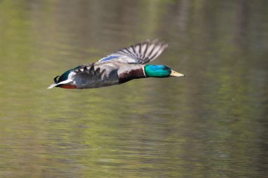 Uçan yaban ördeği