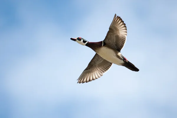 Uçuş erkek tahta ördek — Stok fotoğraf