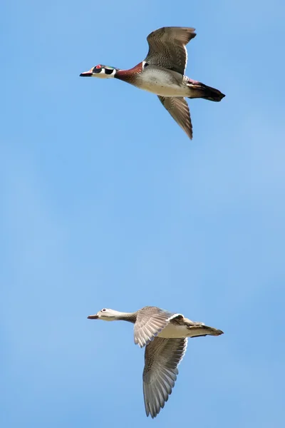 Samci a samice dřevo kachny v letu — Stock fotografie