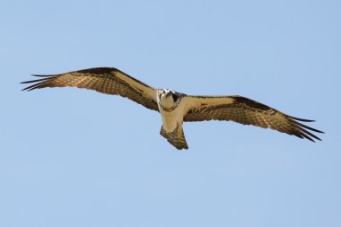 Sorguç (Pandion haliaetus carolinensis)