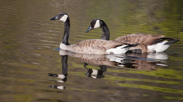 Zwei Kanadagänse schwimmen im weichen Fokus — Stockfoto