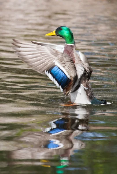 Kachna divoká (anas platyrhynchos) křídly v rybníku — Stock fotografie