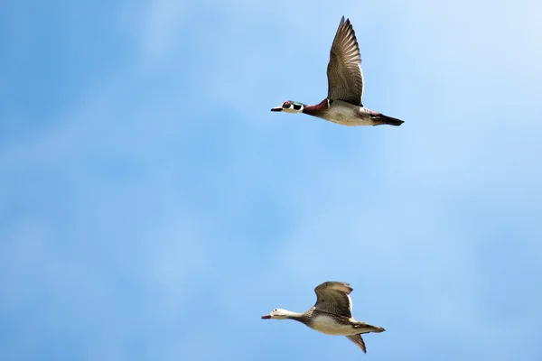 Mannelijke en vrouwelijke hout eenden tijdens de vlucht — Stockfoto