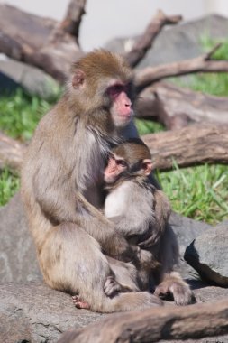 Anne ve bebek maymun kıçlı makak (kar)