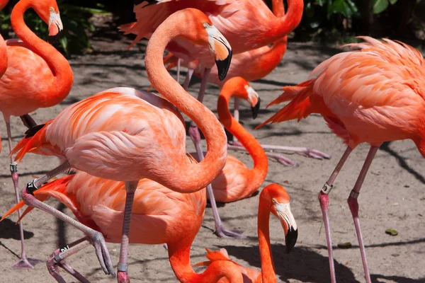 動物園のピンクのフラミンゴ — ストック写真