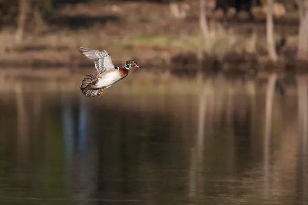 Maschio legno anatra in volo — Foto Stock