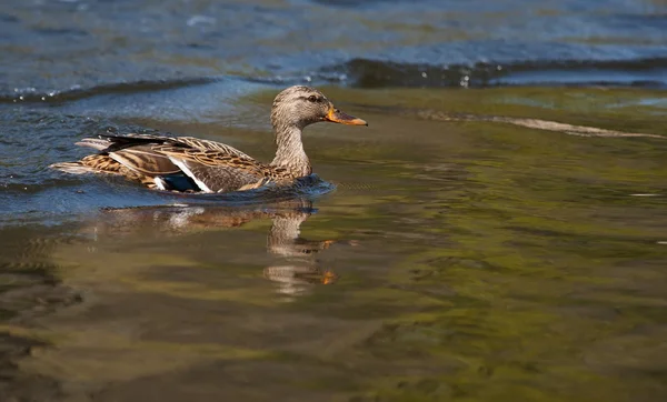 Ženské wood duck (aix sponsa) přistání — Stock fotografie
