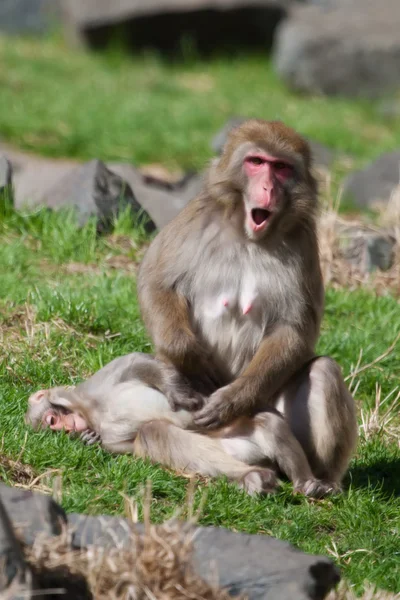 Madre y bebé Macaco (Nieve) Mono en enfoque suave — Foto de Stock