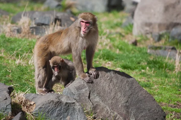Moeder en baby (sneeuw) makaak monkey's — Stockfoto