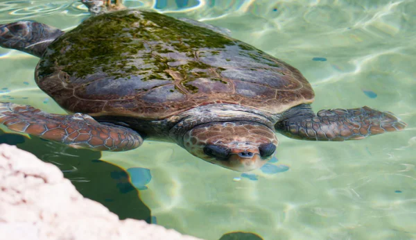 Zeeschildpad onder Water — Stockfoto