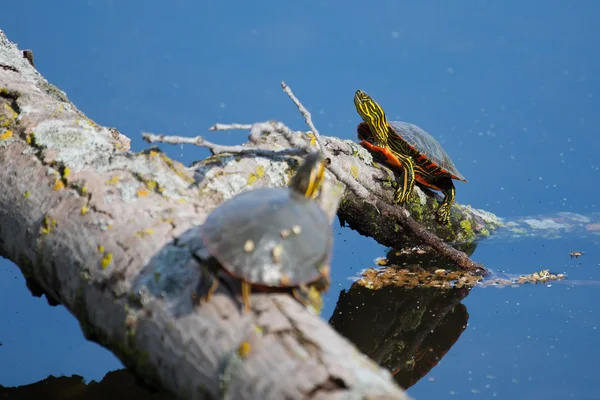 Målade sköldpaddor basking i solen — Stockfoto