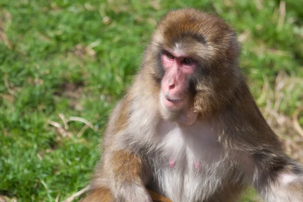 Macaque Monkey jugando con enfoque suave — Foto de Stock
