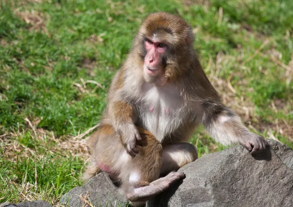 Makaak monkey spelen — Zdjęcie stockowe