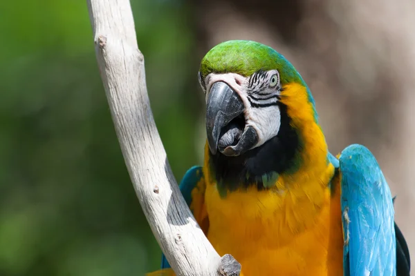 Macaw perched on a tree — Stock Photo, Image