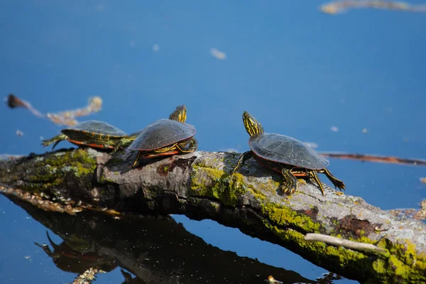 Painted Turtles Basking in the Sun — Stock Photo, Image