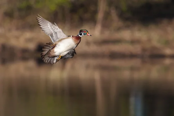 Macho madera pato en vuelo —  Fotos de Stock